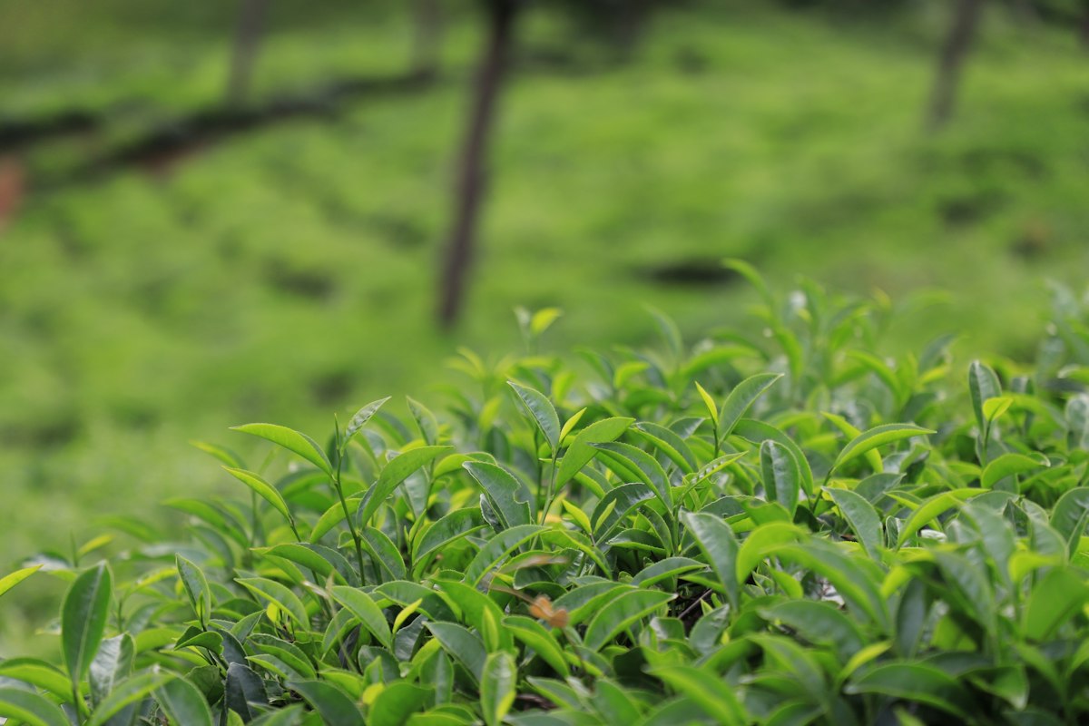 Chinesische Pu-Erh Teegärten in Yunnan