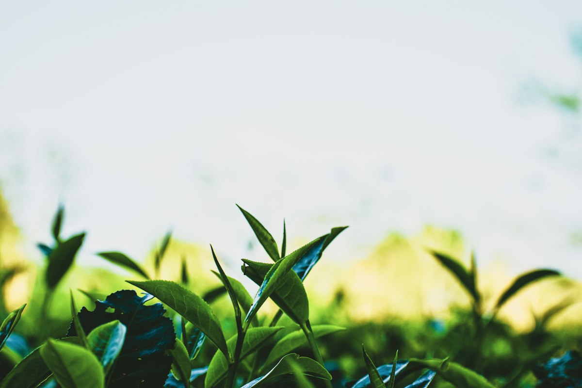 Südafrikanische Rooibos Plantagen